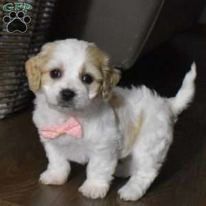 Hadley, Cavachon Puppy